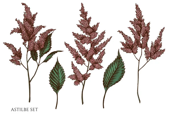 Conjunto vectorial de astilbe coloreado dibujado a mano — Vector de stock