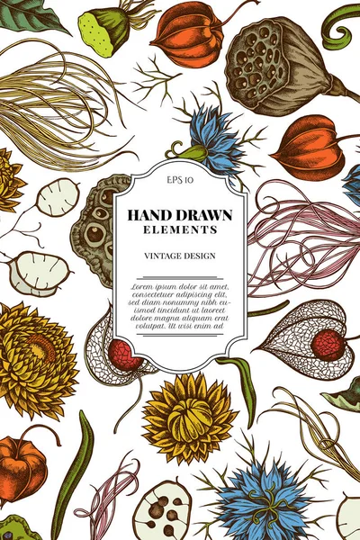 Diseño de tarjetas con alcaravea negra de color, hierba de plumas, helichrysum, loto, lunaria, physalis — Vector de stock