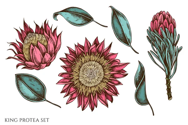 Vector set of hand drawn colored king protea — Stock Vector