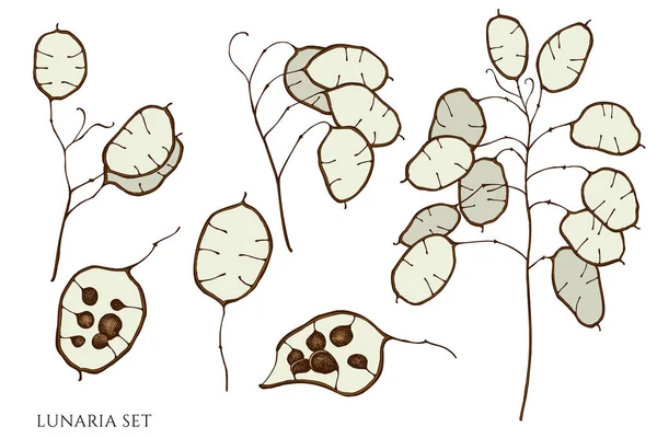 Conjunto vectorial de lunaria dibujada a mano — Vector de stock