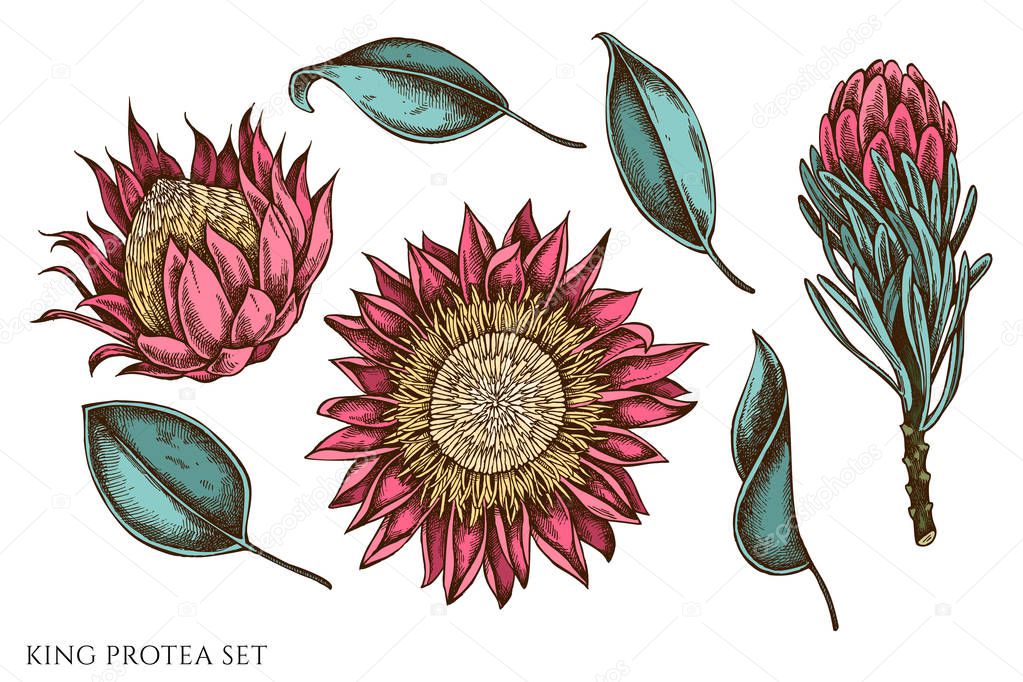 Vector set of hand drawn colored king protea