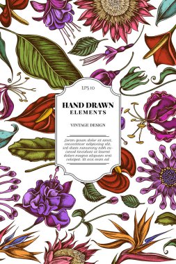 Renkli Afrika papatyalar, Fuşya, Gloriosa, Kral Protea, Anthurium, Strelitzia ile kart tasarımı