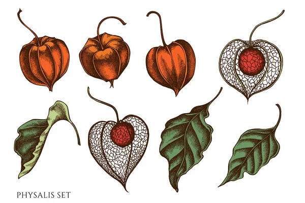 Vektör el çizilmiş renkli Physalis seti