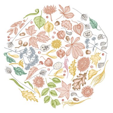 Pastel rowan, rowan, meşe palamudu, buckeye, eğrelti otu, akçaağaç, huş ağacı, akçaağaç yaprakları, lagurus, tüy otu, helichrysum, lunaria, physalis, kediotu ile yuvarlak tasarım
