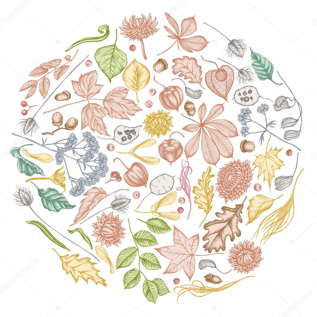 Round design with pastel rowan, rowan, acorn, buckeye, fern, maple, birch, maple leaves, lagurus, feather grass, helichrysum, lunaria, physalis, valerian