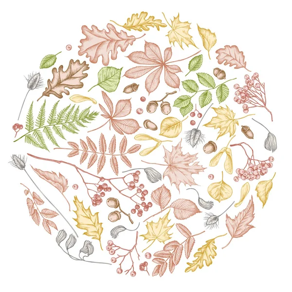 Pastel rowan, rowan, meşe palamudu, buckeye, eğrelti otu, akçaağaç, huş ağacı, akçaağaç yaprakları, lagurus ile yuvarlak tasarım