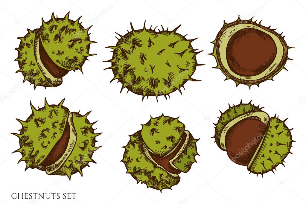 Vector set of hand drawn colored chestnut