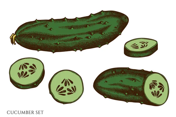 Ensemble vectoriel de concombre coloré dessiné à la main — Image vectorielle