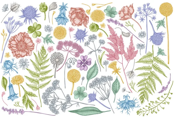 Conjunto vectorial de bolso de pastor pastel dibujado a mano, brezo, helecho, ajo silvestre, trébol, globethistle, gentiana, astilbe, craspedia, lagurus, alcaravea negra, manzanilla, diente de león, flor de amapola, lirio de — Vector de stock