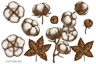 El boyalı pamuk vektör kümesi