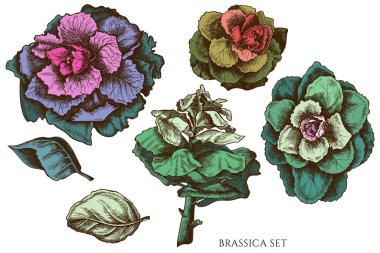 El çizimi vektör kümesi Renkli brassica