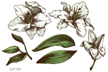 Zambak renginde el çizimi vektör kümesi