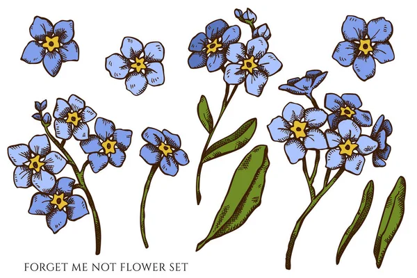 Διάνυσμα σετ χέρι ζωγραφισμένα χρωματιστά με ξεχνούν δεν λουλούδι — Διανυσματικό Αρχείο