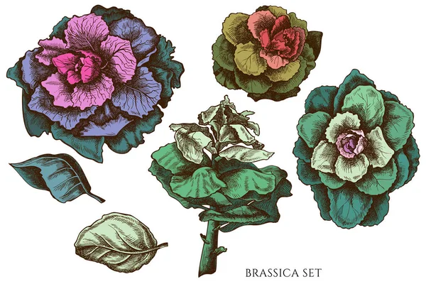El çizimi vektör kümesi Renkli brassica