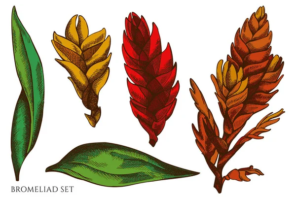 Vektor-Set von handgezeichneten farbigen Bromelien — Stockvektor