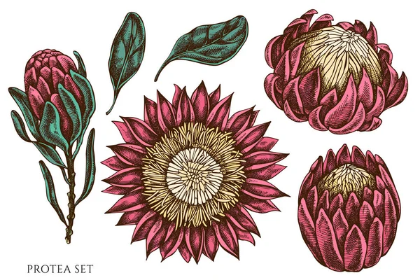 Vector set of hand drawn colored protea — Stock Vector