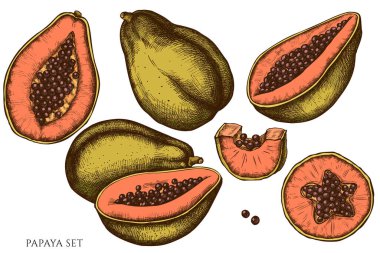 El çizimi papaya vektör kümesi
