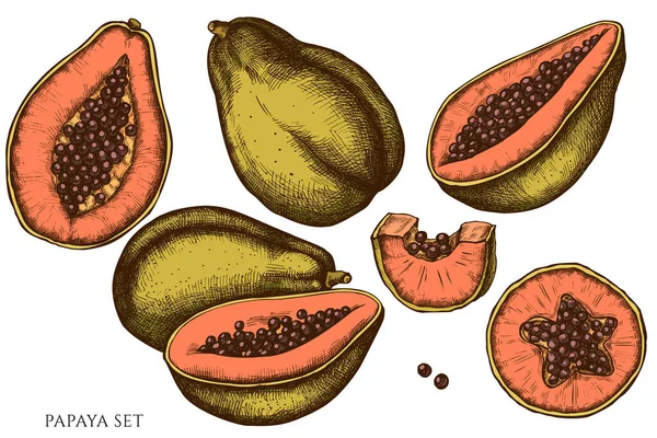 Conjunto vectorial de papaya dibujada a mano — Archivo Imágenes Vectoriales