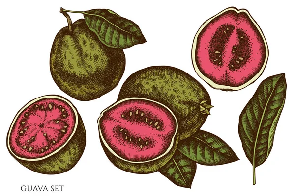 Vector set van met de hand getrokken gekleurde guava — Stockvector