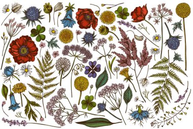 Vector el çizimi renkli çoban çantası, heather, eğreltiotu, yabani sarımsak, yonca, küre, gentiana, astilbe, craspedia, lagurus, siyah karanfil, papatya, karahindiba, gelincik çiçeği, zambak...