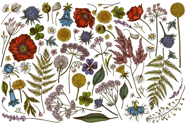 Vector el çizimi renkli çoban çantası, heather, eğreltiotu, yabani sarımsak, yonca, küre, gentiana, astilbe, craspedia, lagurus, siyah karanfil, papatya, karahindiba, gelincik çiçeği, zambak...