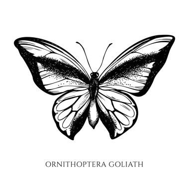 Vector set of hand drawn black and white swallowtail butterfly clipart
