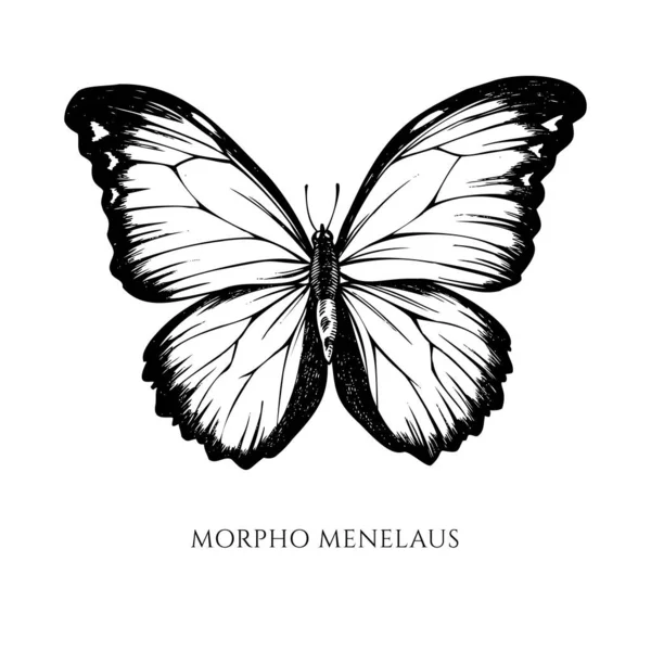 Conjunto vectorial de menelao blanco y negro dibujado a mano morfo azul — Vector de stock