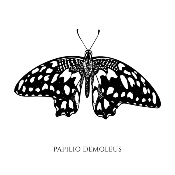 Conjunto vectorial de mariposa de limón blanco y negro dibujada a mano — Vector de stock