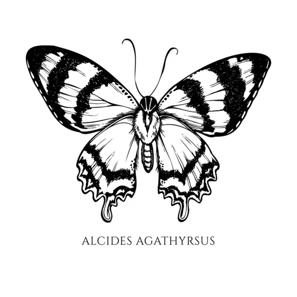 Vektorová sada ručně kreslených černo-bílých alcidů agathyrsus — Stockový vektor