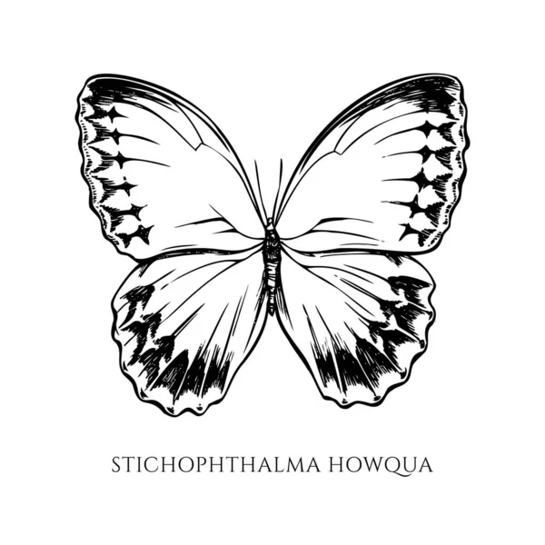 黒と白のジャングルの女王を描いたベクトルセット — ストックベクタ