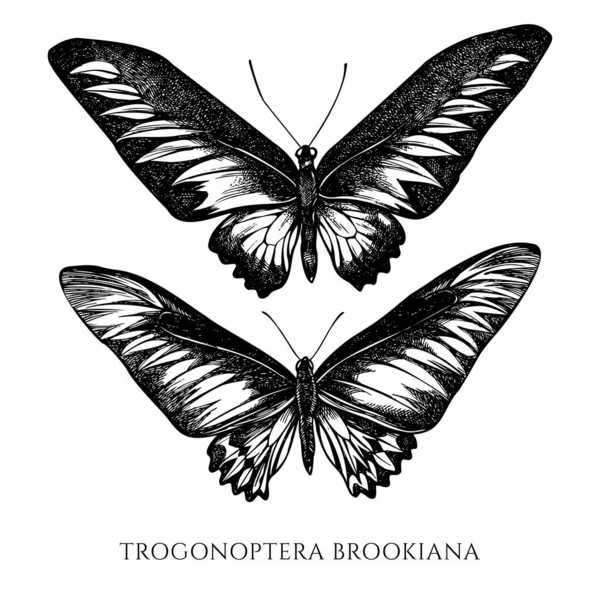 Conjunto de vectores de rajah blanco y negro dibujado a mano brookes ala de aves — Archivo Imágenes Vectoriales