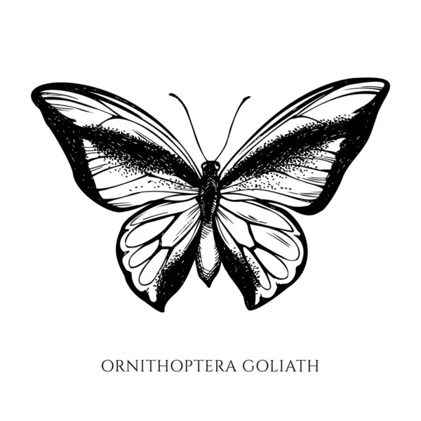 Conjunto vectorial de mariposa de cola de golondrina blanca y negra dibujada a mano — Vector de stock