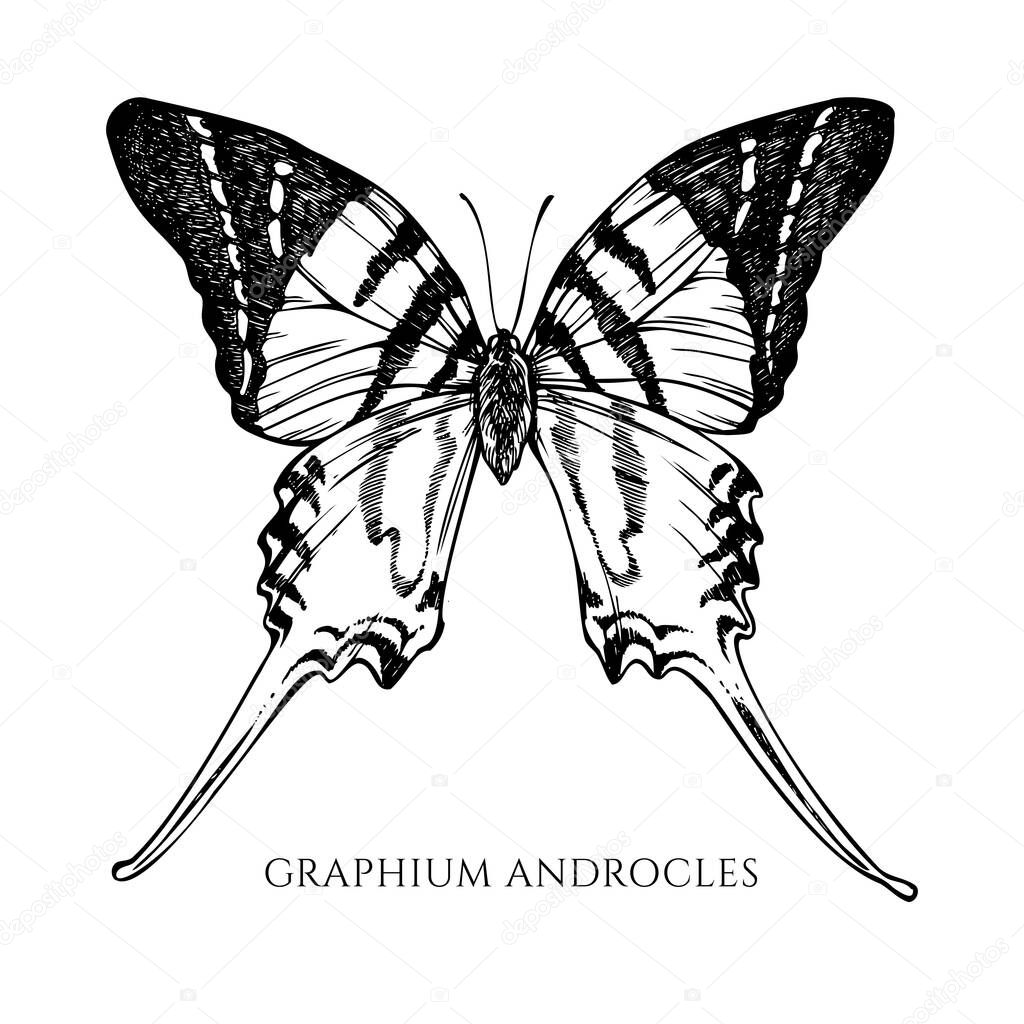 Vector set of hand drawn black and white giant swordtail