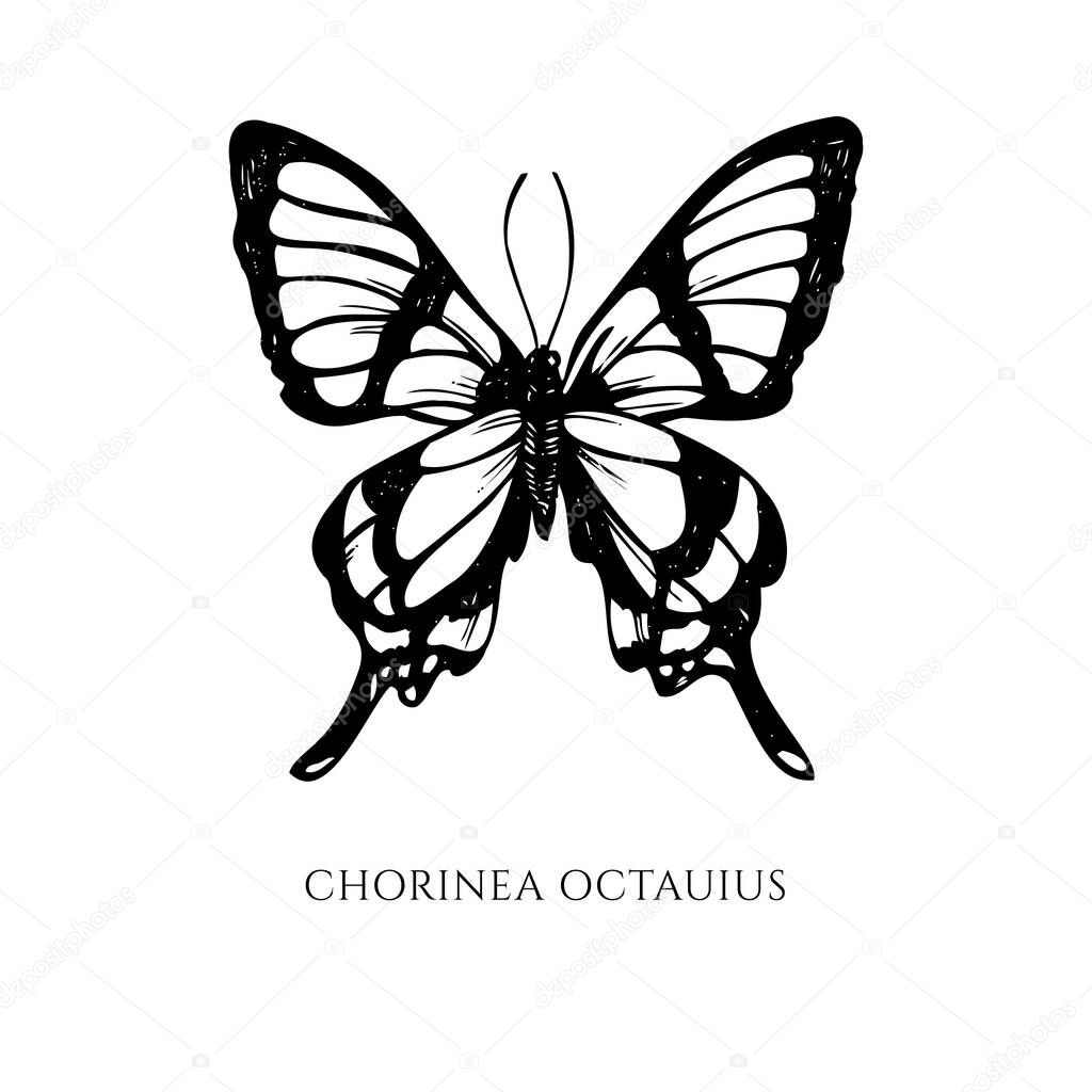 Vector set of hand drawn black and white octauius swordtail