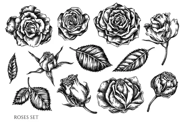 Ensemble vectoriel de roses noires et blanches dessinées à la main — Image vectorielle