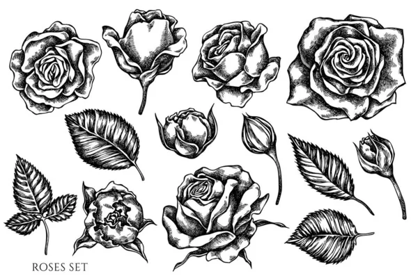 Conjunto vectorial de rosas blancas y negras dibujadas a mano — Vector de stock
