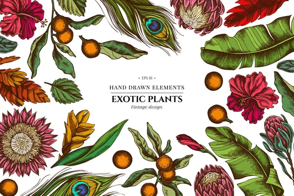 Design floreale con foglie di palma da banana colorate, ibisco, solano, bromeliade, piume di pavone, protea — Vettoriale Stock
