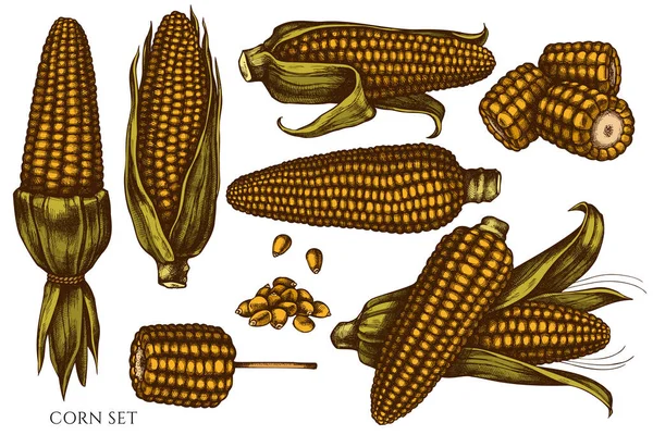 Conjunto vetorial de milho colorido desenhado à mão — Vetor de Stock