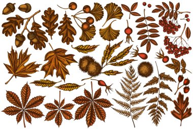 El yapımı eğreltiotu, köpek gülü, rowan, ginkgo, akçaağaç, meşe, at kestanesi, kestane ağacı, dikenli diken