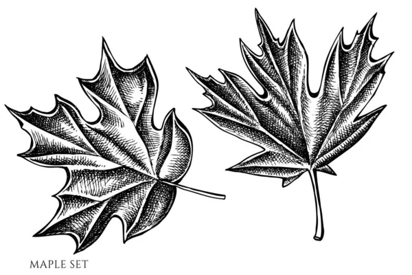 Векторный набор черно-белого клена — стоковый вектор