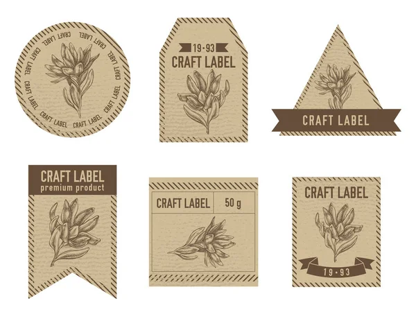Craft labels vintage design with illustration of leucadendron — Stock Vector