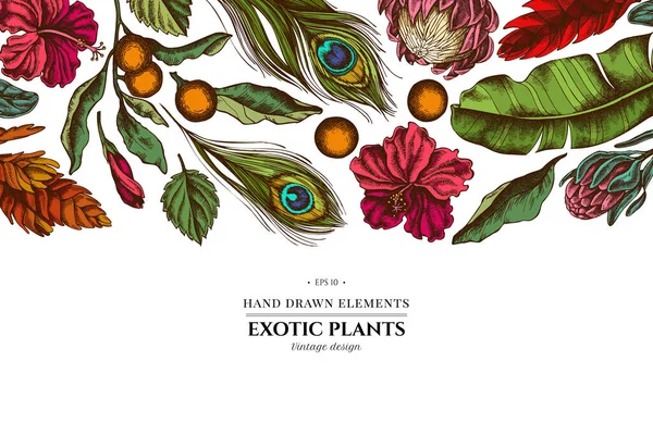 Kwiatowy wzór z kolorowymi liśćmi palmy bananowej, hibiskus, solanum, bromeliad, pióra pawia, protea — Wektor stockowy