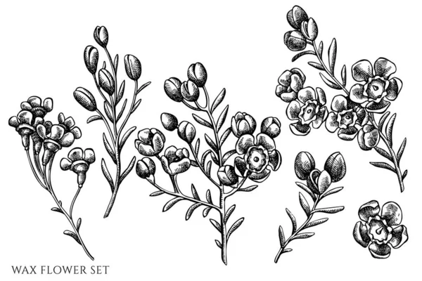 Conjunto vectorial de flor de cera dibujada a mano en blanco y negro — Vector de stock