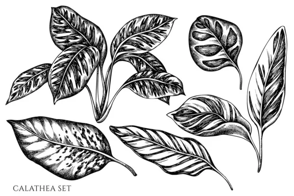 Vektor-Set von Hand gezeichneter schwarzer und weißer Calathea — Stockvektor