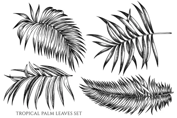 Conjunto vectorial de hojas de palma tropical blanco y negro dibujadas a mano — Vector de stock