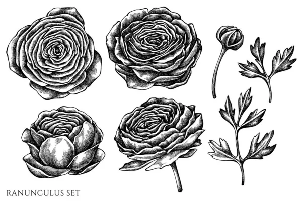 Ensemble vectoriel de ranunculus noir et blanc dessiné à la main — Image vectorielle