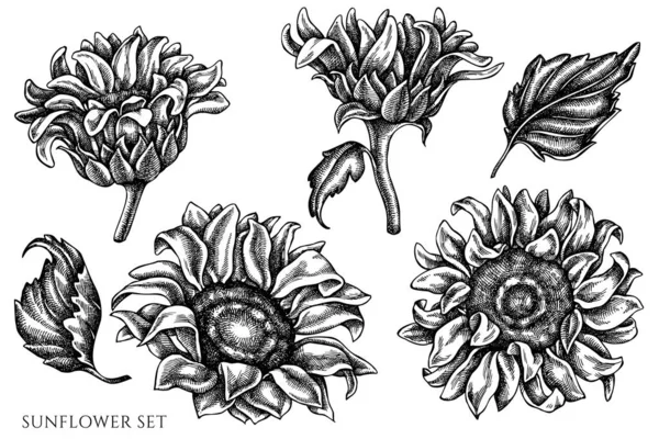 Vektor-Set aus handgezeichneten schwarzen und weißen Sonnenblumen — Stockvektor