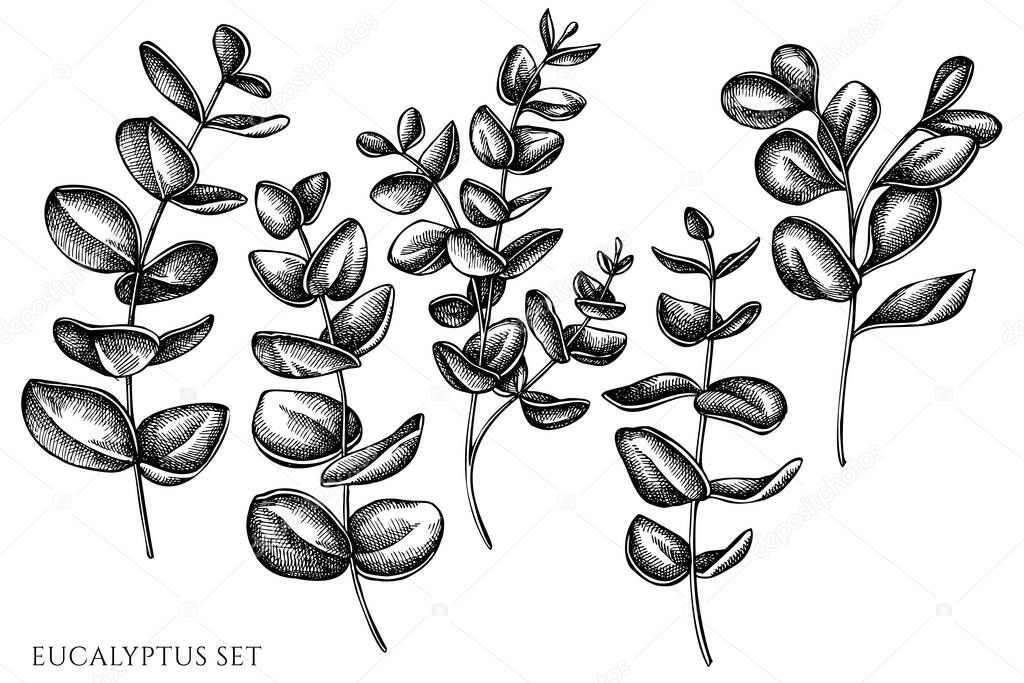 Vector set of hand drawn black and white eucalyptus