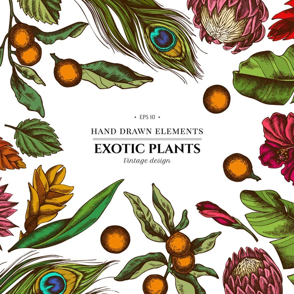 Diseño floral con hojas de palma de plátano de colores, hibisco, solano, bromelias, plumas de pavo real, protea — Vector de stock