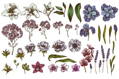 Vector set of hand drawn colored anemone, lavender, rosemary everlasting, phalaenopsis, lily, iris clipart